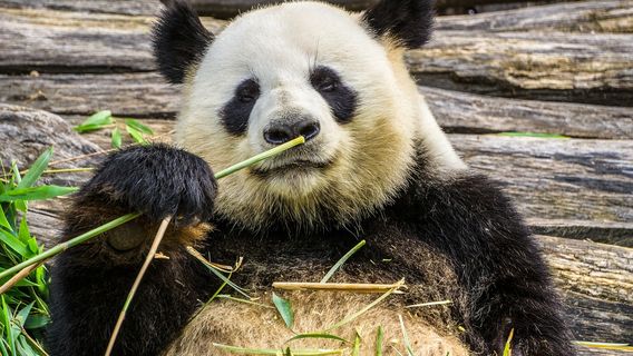 ChengduTours