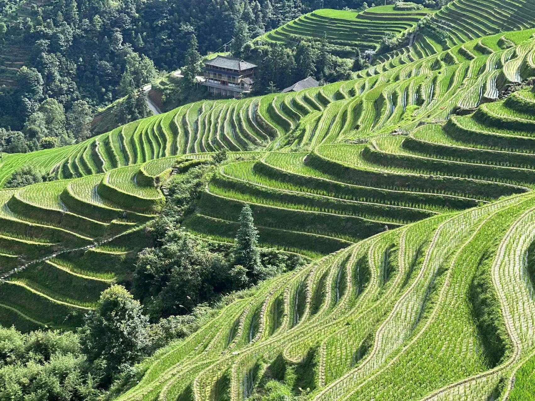 Guilin: Day tour of Longji Rice Terraces from Yangshuo hotel