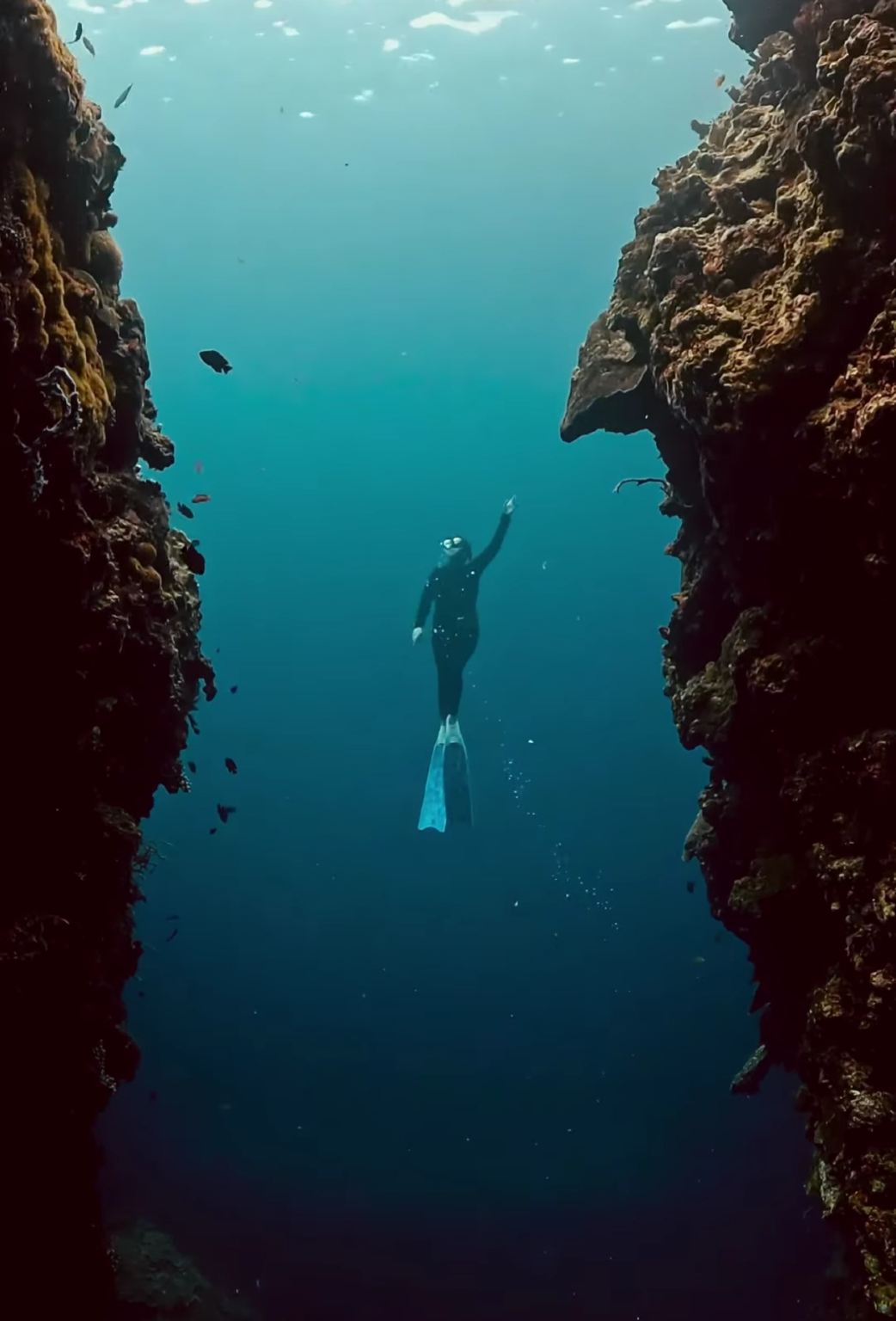 Napaling Reef (Swimming with the Sardines) by Bohol and Beyond