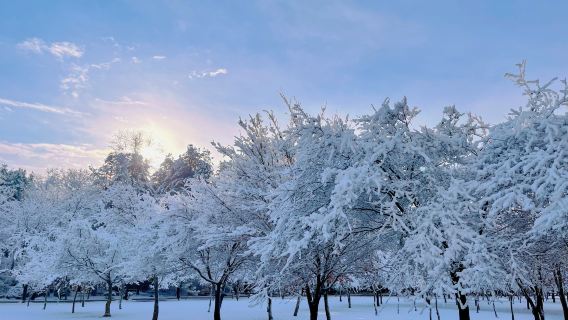 1-day tour from Seoul to Nami Island + Gangchon Ski Resort (Elysian Ski Resort)