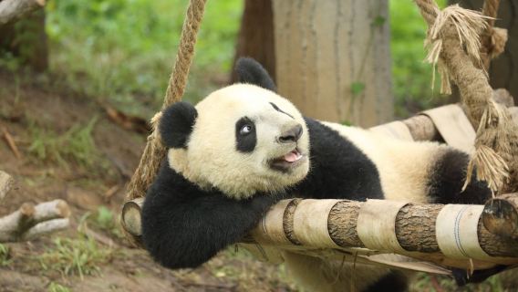 秦嶺四寶科學公園+終南山古樓觀一日遊【四寶萌趣，古樓問道】