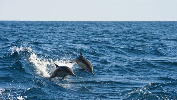 Bali Delfinjagd, Rottweilerjagd, Delfin-Tagestour, Schaukeln auf Reisterrassen, Vulkan-Rafting, Quadfahren, Paragliding