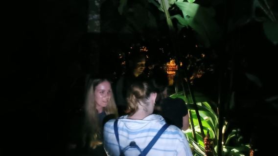 밤 산책 나무늘보와 동식물을 구경하기 좋은 곳