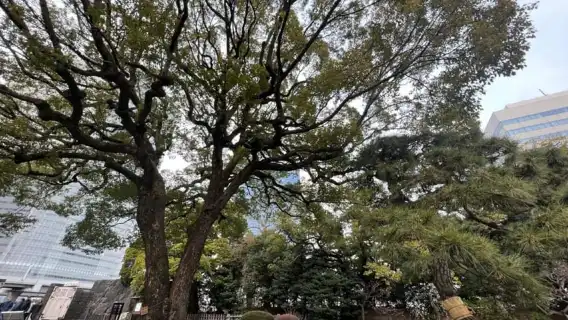 東京：日本花園健行之旅（含茶和甜點）