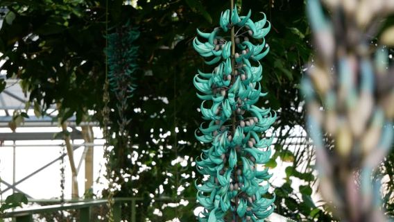 Leiden: Hortus Botanicus Entry Ticket