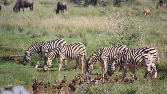 Nairobi : parc national, orphelinat des éléphants et centre des girafes