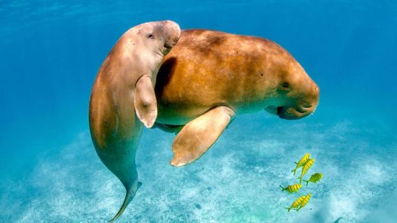 Coron: Dugong Watching with Sea Turtle and Coral Garden tour