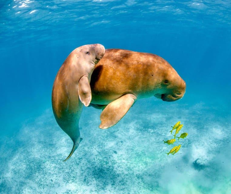 Coron: Avistamiento de dugongos con tortugas marinas y recorrido por el jardín de coral