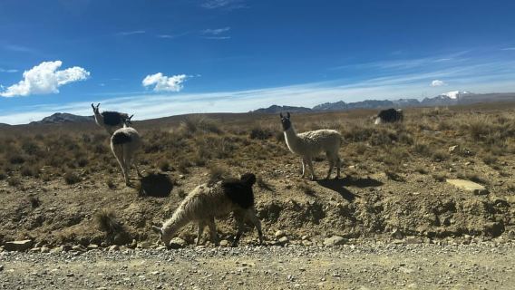 La Paz: Caminata guiada por la montaña Charquini