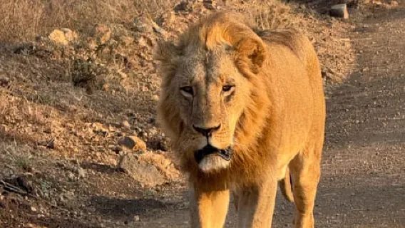 Solo safari nel Parco Nazionale di Nairobi