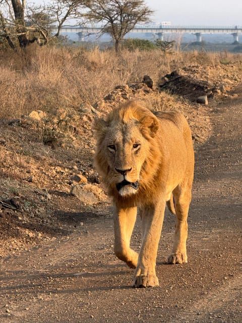 Nairobi Park Safari, Sheldrick's Orphanage & Giraffe Center