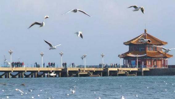 青島一日遊五四廣場奧帆中心棧橋小麥島公園