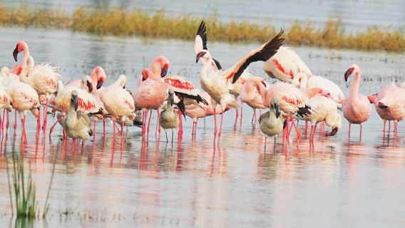 肯尼亞奈洛比一日遊【 博戈里亞湖與東非大裂谷深度遊】