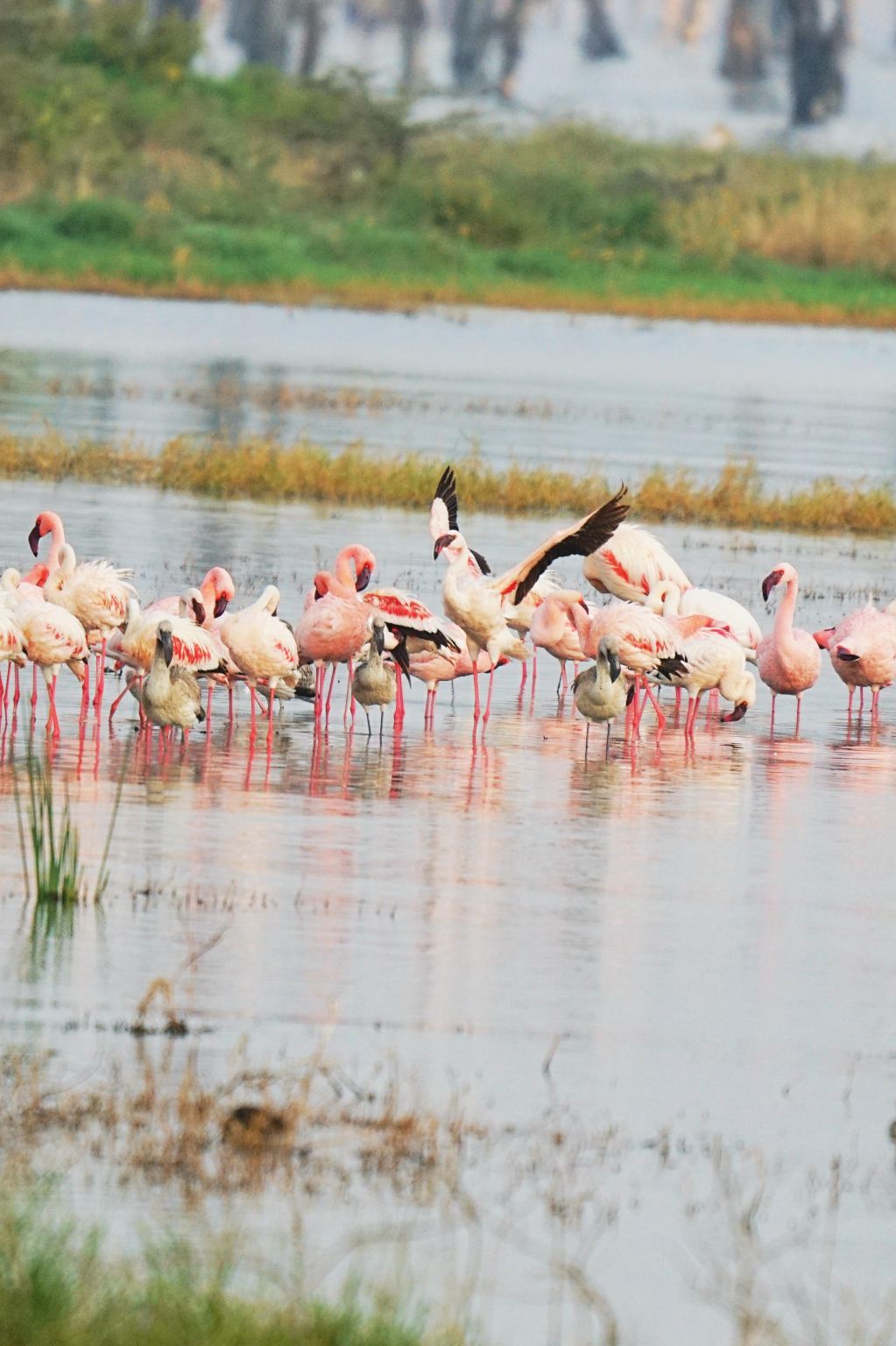 肯尼亞奈洛比一日遊【 博戈里亞湖與東非大裂谷深度遊】