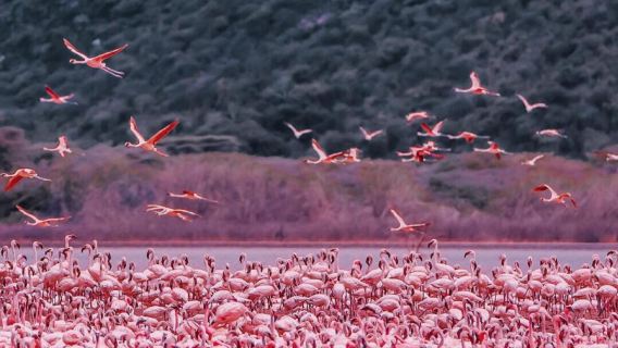 肯尼亞納庫魯湖【火烈鳥天堂奇遇·東非大裂谷】包車二日遊