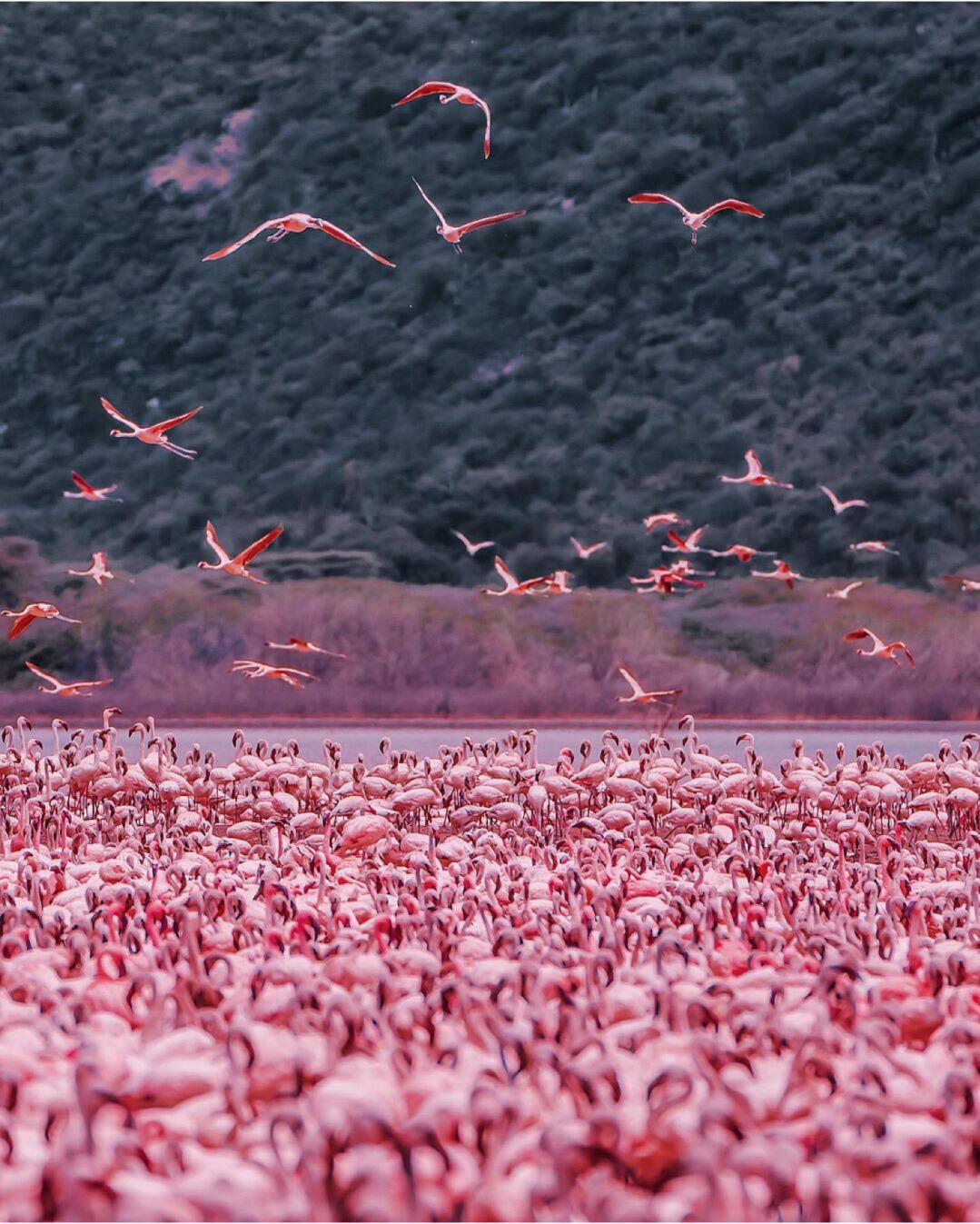 肯亞安博塞利【專屬馳騁包車】與象群共望吉力馬札羅