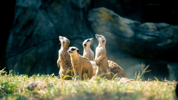 Tour privado familiar en Nankín: Zoológico Forestal de la Montaña Roja + Montaña Púrpura