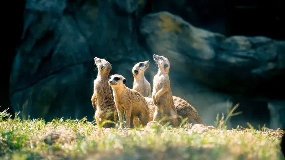 [Tour privato con autista per famiglie a Nanchino] Zoo forestale di Hongshan + La montagna viola (Zijin Shan)