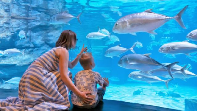 Входной билет в Phuket Aquaria и Trickeye 4D Museum