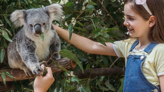 New Year Booking Available: Admission Ticket to Maru Koala and Animal Park in Melbourne