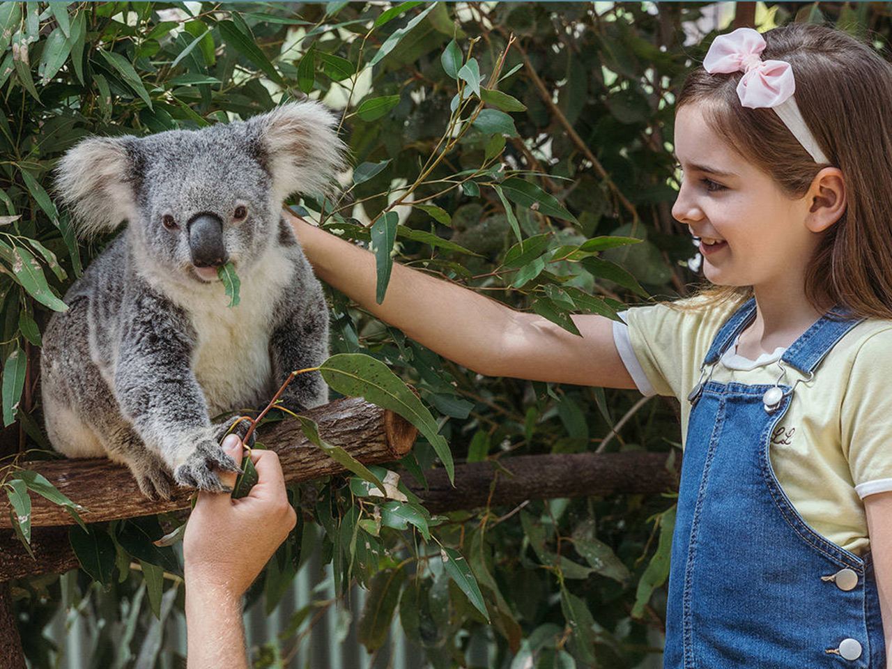 New Year Booking Available: Admission Ticket to Maru Koala and Animal Park in Melbourne