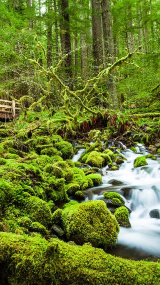 Seattle Olympic National Park 1-day tour · Bus large group/business small group optional
