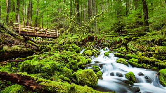 Seattle Olympic National Park 1-day tour · Bus large group/business small group optional