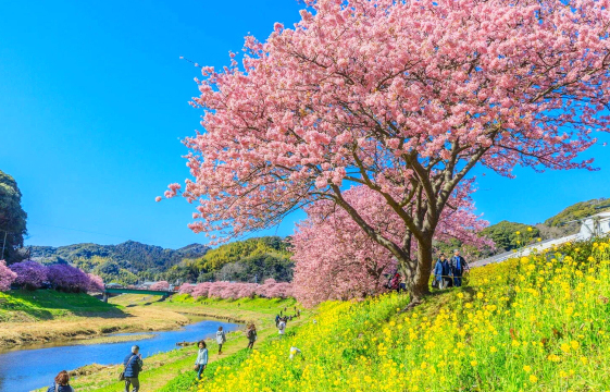 Cherry Blossom Special] 1-Day Tour to Jogasaki Coast + Sakura-no