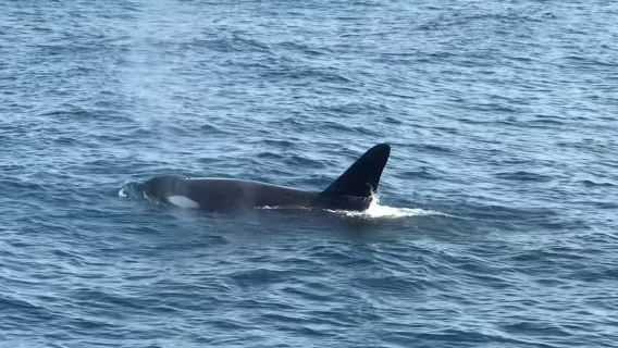 スリランカ・ミリッサ ホエールウォッチング豪華遊覧船ツアー【クジラ＆イルカ観賞 朝食付き】