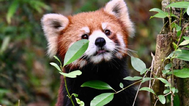 Research Base of Giant Panda Breeding+IFS Yongronghui Seafood Buffet Day Tour:Ticket+Car