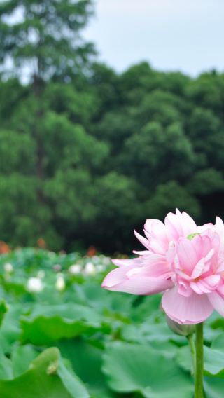 Explore Wuhan East Lake Moshan lotus garden with a photographer for travel-shoot
