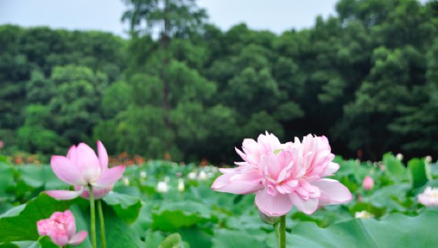 Explore Wuhan East Lake Moshan lotus garden with a photographer for travel-shoot
