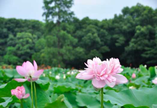 Explore Wuhan East Lake Moshan lotus garden with a photographer for travel-shoot