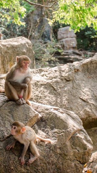 Day Tour to Lingshui Monkey Island Park + Daydaybabe + Monkey Island Legend Sky Show (Includes Admission Ticket & Private Transfer)