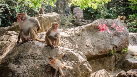 Excursión de un día al Parque de la Isla de los Monos de Lingshui + Isla Daidai + Espectáculo del Cielo de la Leyenda de la Isla de los Monos con entrada y transporte privado incluidos