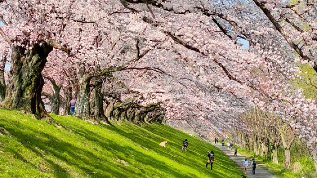 Сезон сакуры: однодневный тур по туннелю сакуры на набережной Сэгари, чайным плантациям Удзи, храму Кацуо-дзи и водопаду Минно