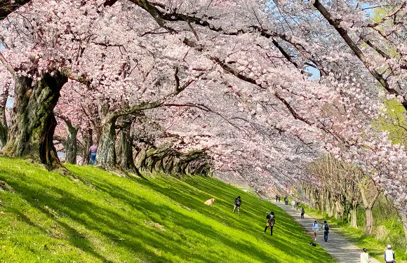 櫻花季：背割堤櫻花隧道+宇治抹茶鄉+勝尾寺+箕面大瀑布一日遊