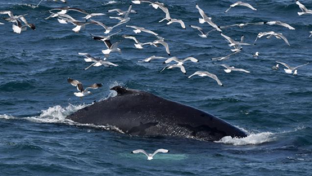 Iceland Special Tours Whale Watching - Free Return If No Sighting, Daily Departures