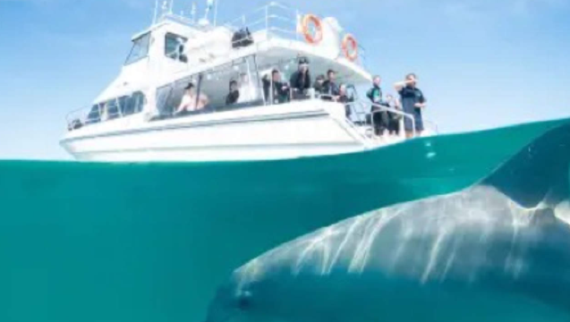 澳洲伯斯野外海豚共遊體驗【輕鬆漂浮於水面，近距離觀察海豚活潑的行為】