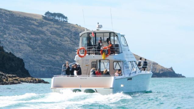 ประสบการณ์ล่องเรือชมท่าเรืออาคารัว เกาะใต้ นิวซีแลนด์ Akaroa Dolphins [ทัวร์ธรรมชาติชมโลมาในท่าเรือ|สามารถชมโลมาใกล้ชิด]