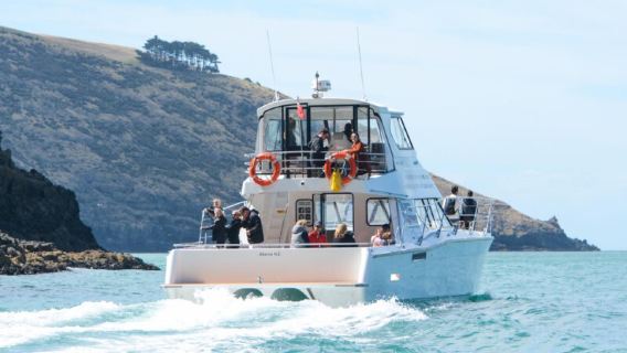 Yeni Zelanda Güney Adası Akaroa Yunus Turu Akaroa Dolphins