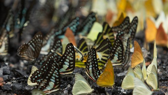 Private Kaeng Krachan National Park & Scenic Lake Boat Tour