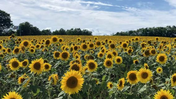 1-day summer flower viewing tour to Hokuryu sunflower village, panoramic flower gardens Shikisai-no-oka & Farm Tomita