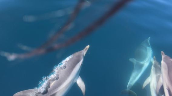 Taormina: Sunset Dolphin Tour by Catamaran with Aperitif