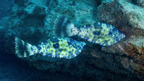 Beginner Scuba Dive with Scubapoint Tenerife in Turtle Area