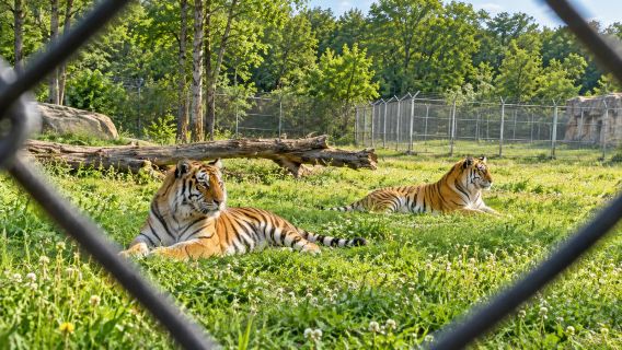 Jingyue Lake + Provincial Siberian Tiger Park + Si Ji Nan River 1-day tour
