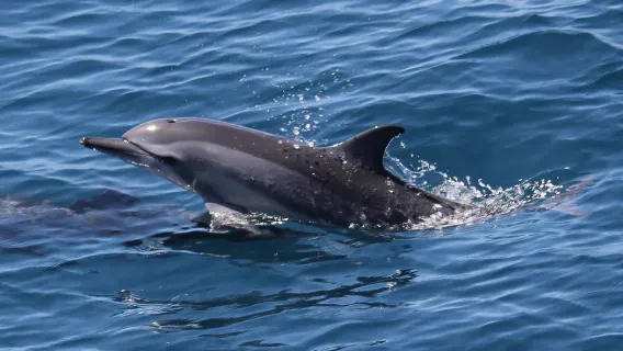 Yilan | Island Landing, Whale Watching & Guishan Island Cruise | Yilan Guishan Island Half-Day Tour | Free Gift with Activity