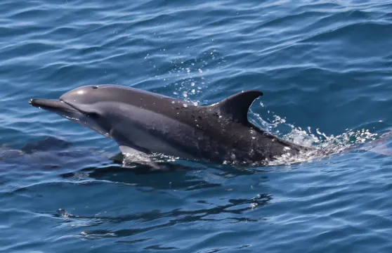 宜蘭|登島・賞鯨・環繞龜山島|宜蘭龜山島半日遊|活動贈小禮