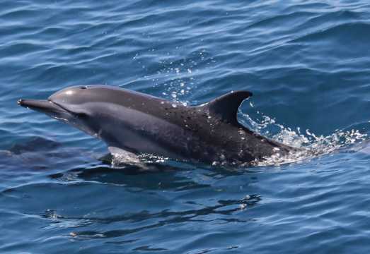 Yilan | Island Landing, Whale Watching & Guishan Island Cruise | Yilan Guishan Island Half-Day Tour | Free Gift with Activity