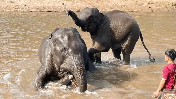 Secret Elephant Camp | Secret Elephan | Sticky Waterfall | Depart from Chiang Mai